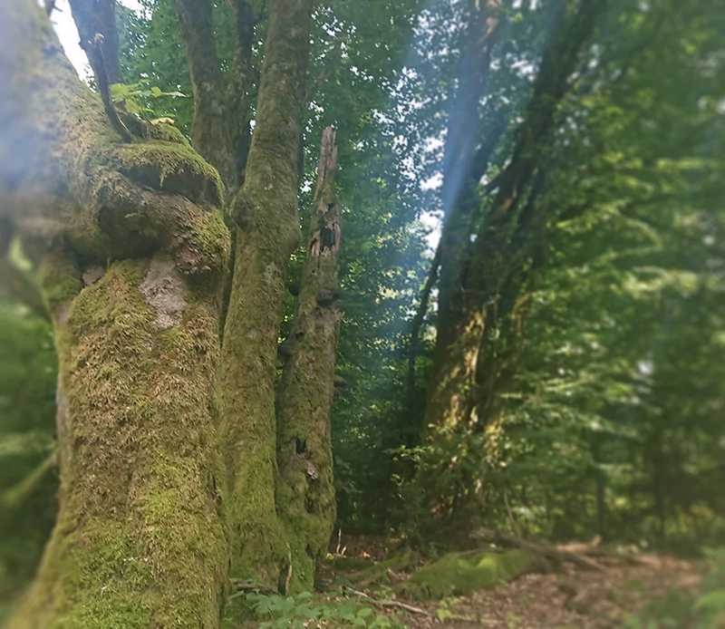 Ein Waldstück in der Röhn